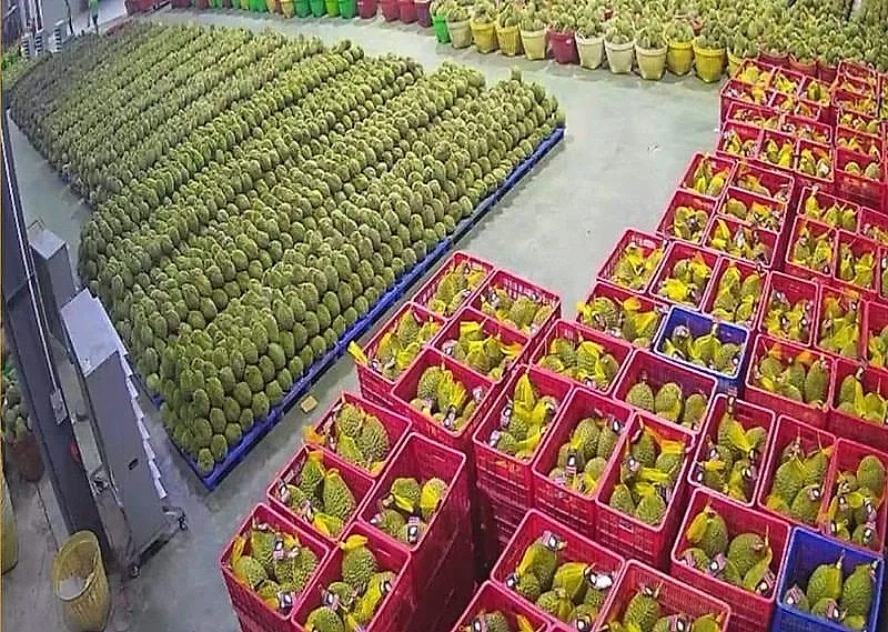 Trung Quốc gia tăng nhập khẩu rau quả từ Việt Nam nhưng siết chặt hàng rào kỹ thuật