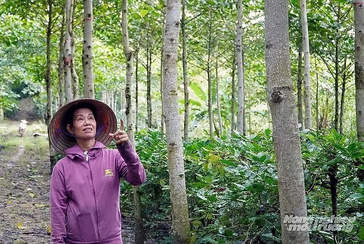 Gần 100 triệu USD khai mở tiềm năng giảm phát thải CO₂ từ mô hình nông lâm kết hợp