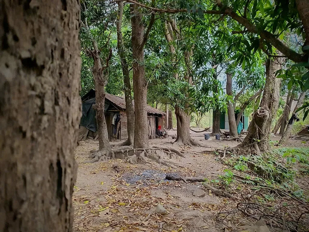 Dưới tán rừng điều trăm tuổi: Sinh kế xanh từ miền đất Raglai