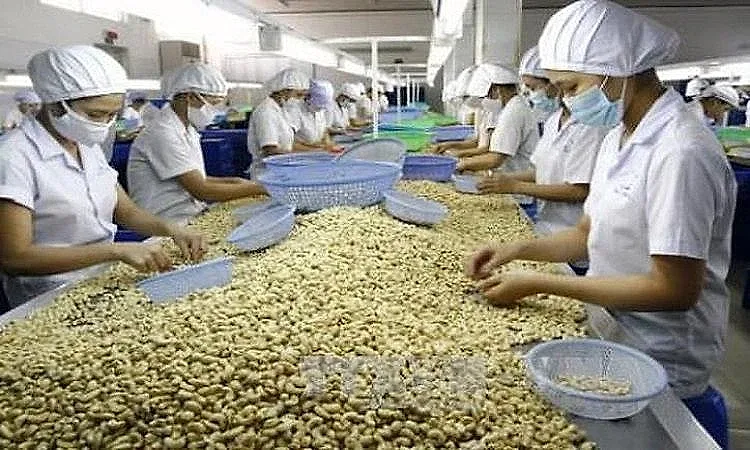 Xuất khẩu hạt điều tăng giá trị, củng cố vị thế tại thị trường Hoa Kỳ