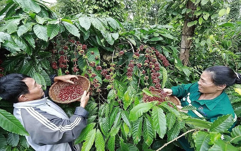 Xuất khẩu cà phê tăng lượng, giảm giá trị do giá thế giới đi xuống