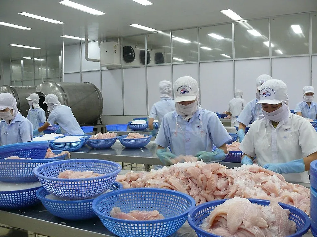 Công nhân chế biến cá tra xuât khẩu tại Công ty Vĩnh Hoàn tỉnh Đồng Tháp.
