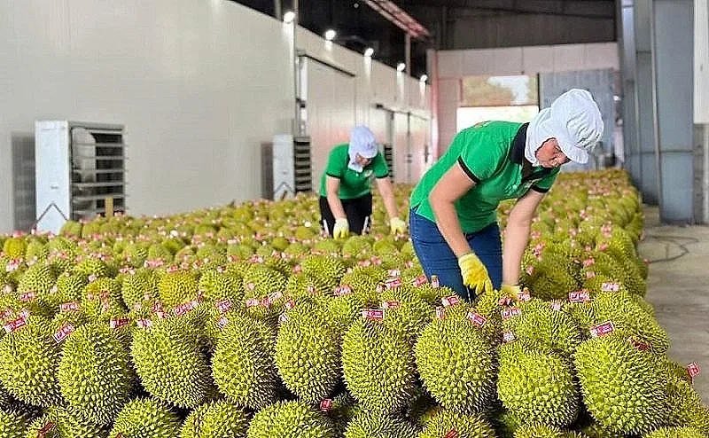 Rau quả Việt Nam tăng tốc, xuất khẩu 8 tháng đạt 5,87 tỷ USD