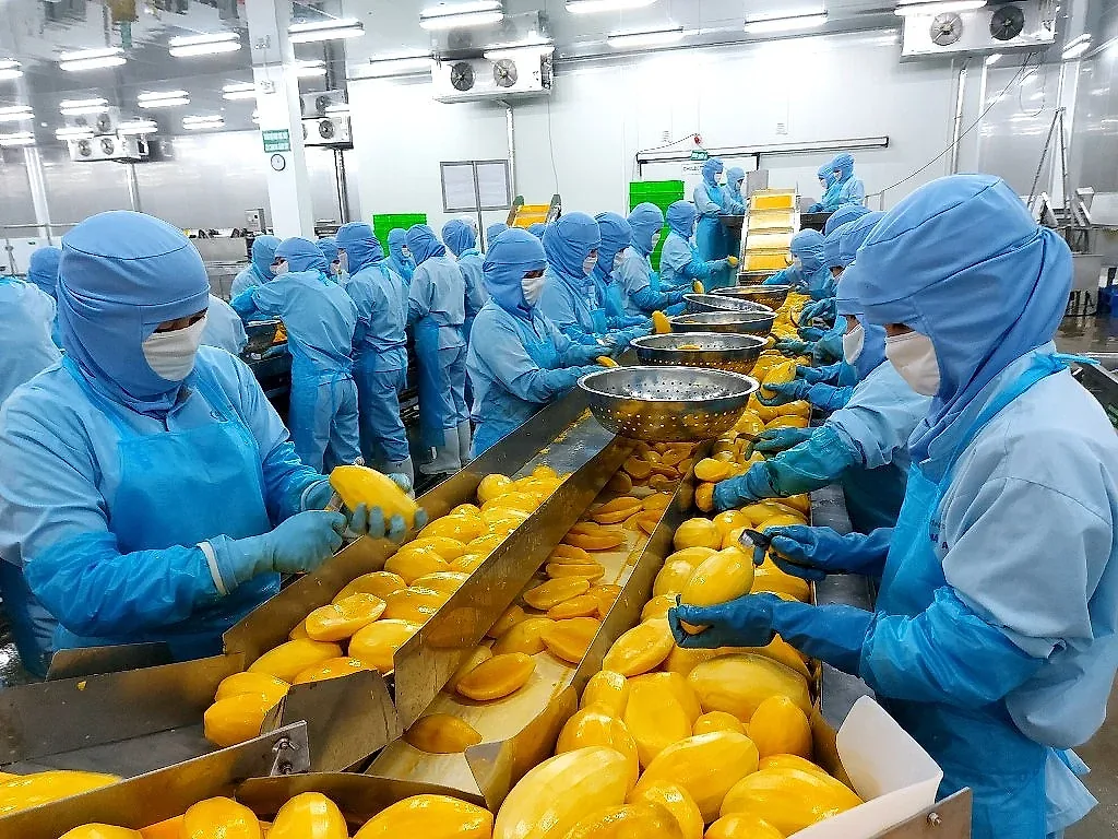 1 Công nhân đang chế biến xoài xuát khẩu tại nhà máy chế biến rau quả của Công ty Antesco An Giang. Ảnh Trọng Triết.